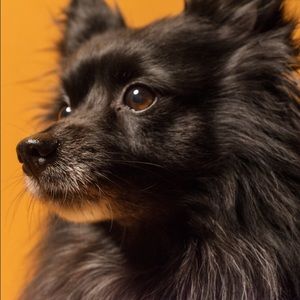 Meet your Posher, Samuel